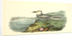 Trudeas's Tern. Adult by John James Audubon