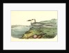 Trudeas's Tern. Adult by John James Audubon