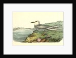 Trudeas's Tern. Adult by John James Audubon