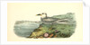 Trudeas's Tern. Adult by John James Audubon