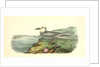 Trudeas's Tern. Adult by John James Audubon