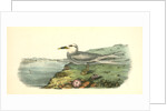 Trudeas's Tern. Adult by John James Audubon