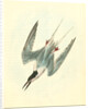 Roseate Tern. Male by John James Audubon