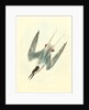 Roseate Tern. Male by John James Audubon