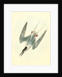 Roseate Tern. Male by John James Audubon