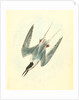 Roseate Tern. Male by John James Audubon