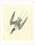 Roseate Tern. Male by John James Audubon