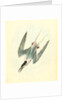 Roseate Tern. Male by John James Audubon