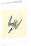 Roseate Tern. Male by John James Audubon