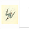Roseate Tern. Male by John James Audubon