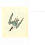 Roseate Tern. Male by John James Audubon