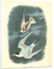 Least Tern by John James Audubon