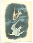 Least Tern by John James Audubon