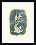 Least Tern by John James Audubon