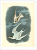 Least Tern by John James Audubon