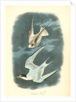Least Tern by John James Audubon