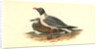 Black-headed Gull by John James Audubon