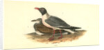 Black-headed Gull by John James Audubon