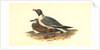Black-headed Gull by John James Audubon