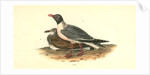 Black-headed Gull by John James Audubon