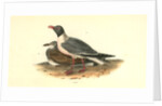 Black-headed Gull by John James Audubon