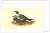 Black-headed Gull by John James Audubon