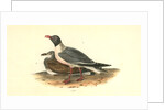 Black-headed Gull by John James Audubon
