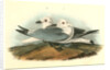 Kittiwake Gull by John James Audubon