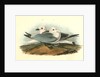 Kittiwake Gull by John James Audubon
