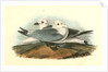 Kittiwake Gull by John James Audubon