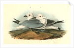 Kittiwake Gull by John James Audubon
