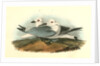 Kittiwake Gull by John James Audubon