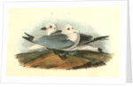 Kittiwake Gull by John James Audubon