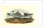 Kittiwake Gull by John James Audubon