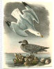Herring or Silvery Gull by John James Audubon