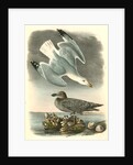 Herring or Silvery Gull by John James Audubon