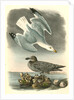 Herring or Silvery Gull by John James Audubon