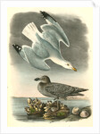 Herring or Silvery Gull by John James Audubon