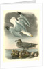 Herring or Silvery Gull by John James Audubon