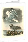 Herring or Silvery Gull by John James Audubon