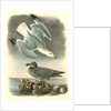 Herring or Silvery Gull by John James Audubon
