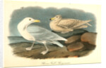Glaucus Gull - Burgomaster by John James Audubon