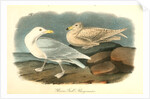 Glaucus Gull - Burgomaster by John James Audubon