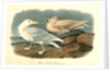 Glaucus Gull - Burgomaster by John James Audubon