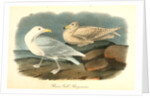 Glaucus Gull - Burgomaster by John James Audubon