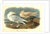 Glaucus Gull - Burgomaster by John James Audubon