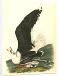 Great Black-backed Gull . Male by John James Audubon