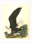 Great Black-backed Gull . Male by John James Audubon