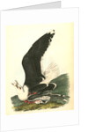 Great Black-backed Gull . Male by John James Audubon