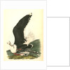 Great Black-backed Gull . Male by John James Audubon
